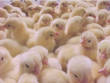 large group of day old chicks