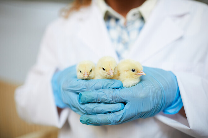 Alfa chicks