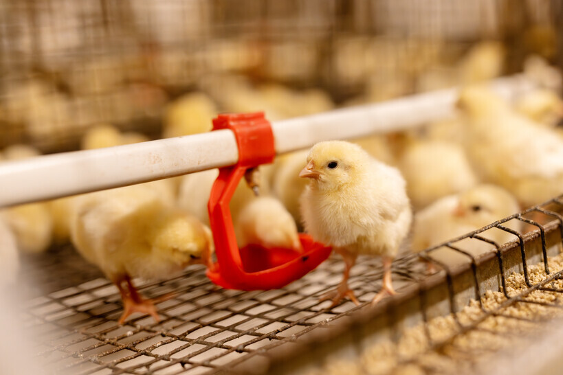 Alfa chicks