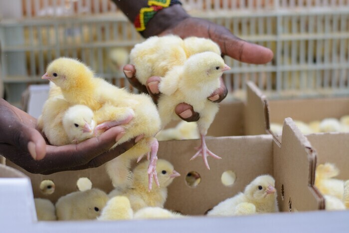 Alfa chicks