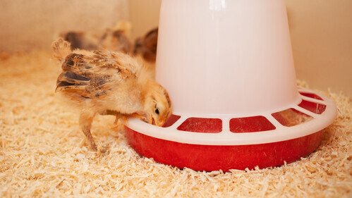 Alfa chicks