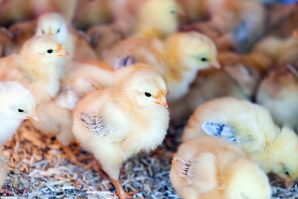 Day old broiler chicks South Africa - What you need to know