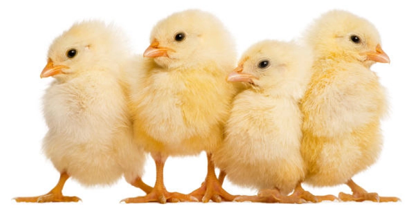 Where to buy quality broiler chicks in South Africa